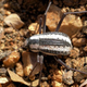 Illustration for article titled Self-filling bottle borrows beetles trick of harvesting water from the air